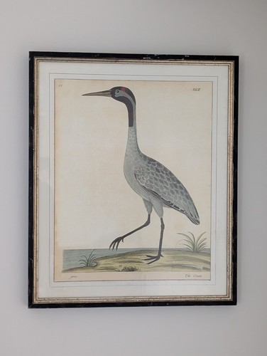 Eleazar albin upclose crane - albin,